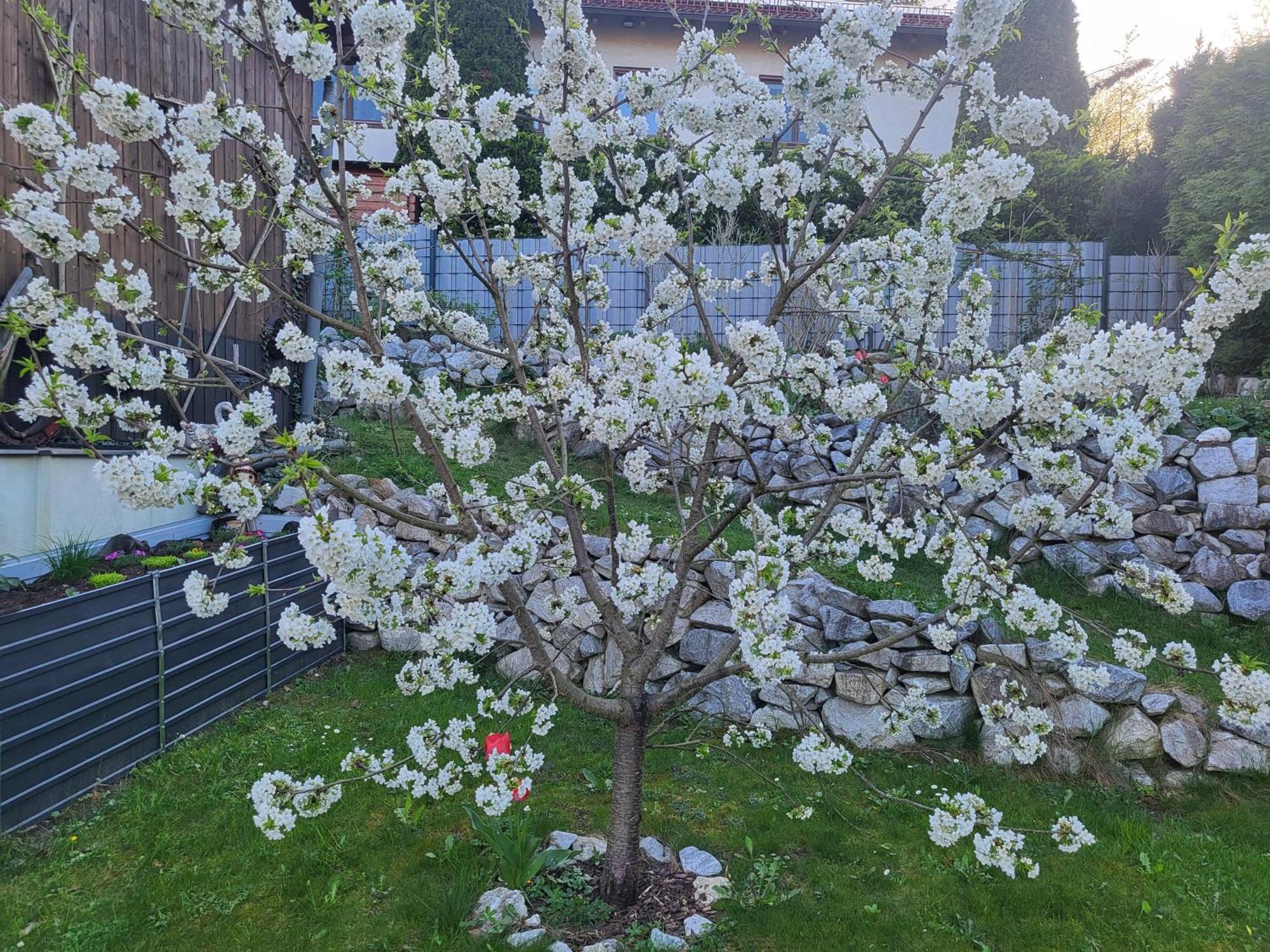 Appartement Purzel 默尔巴赫 外观 照片